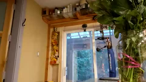 Snapshot of info_chat chatting on February 14, 12:18 am sir. Grummps online show from February 14, 12:18 am