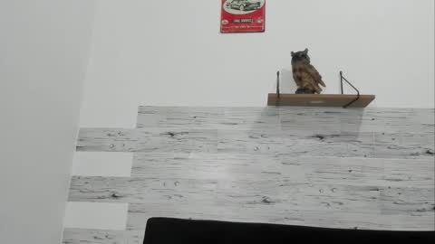 Jaycreedd online show from November 20, 1:17 am