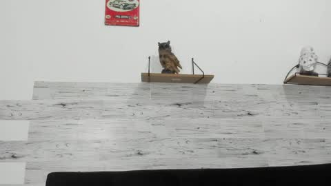 Snapshot of jaycreedd chatting on March 4, 5:13 am Jaycreedd online show from March 4, 5:13 am