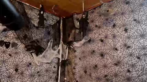 Snapshot of julietta__jackson chatting on October 7, 9:45 pm Julietta Jackson online show from October 7, 9:45 pm