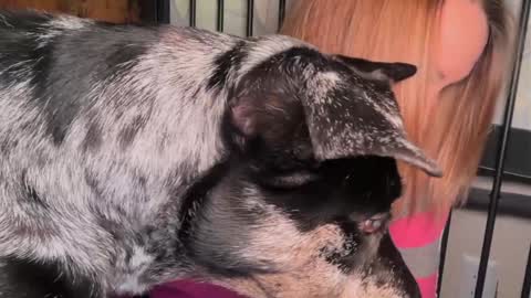 Snapshot of kaileeshy chatting on March 29, 4:45 am Kailee Smile online show from March 29, 4:45 am