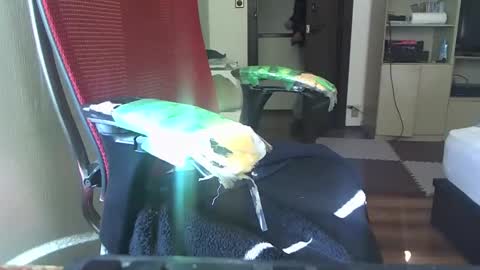 kinchan069 online show from February 5, 2:08 am