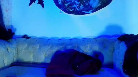 kira online show from October 23, 11:53 am