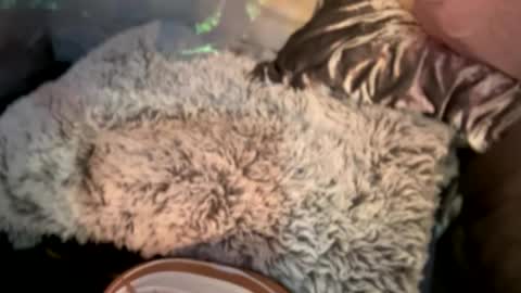 Snapshot of kissahsins chatting on December 29, 8:11 am Kissah Kreampuff online show from December 29, 8:11 am