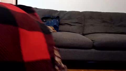 lacybell online show from February 7, 10:40 am