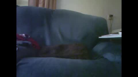 Snapshot of lion160868 chatting on November 28, 9:23 am lion160868 online show from November 28, 9:23 am