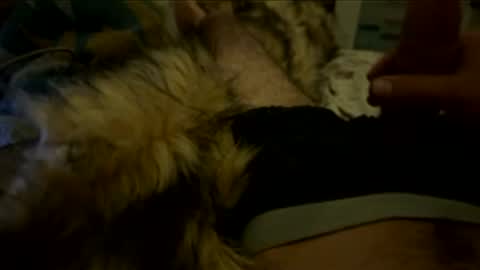 lotusmeep online show from February 20, 9:00 am