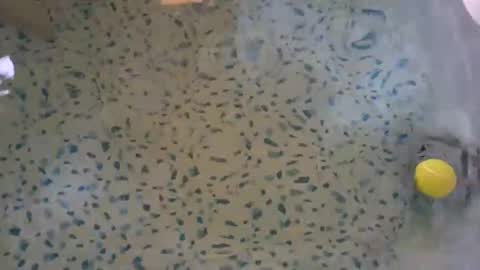 Snapshot of lovelyladyflaccid chatting on May 27, 10:29 pm lovelyladyflaccid online show from May 27, 10:29 pm