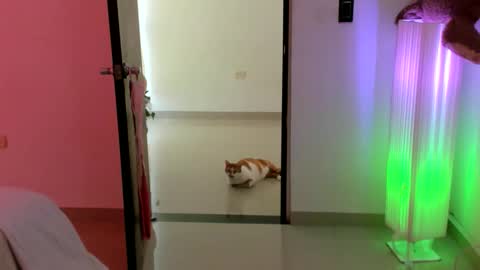 Snapshot of luara__01__lecat_1 chatting on February 16, 9:22 pm luara__01__lecat_1 online show from February 16, 9:22 pm