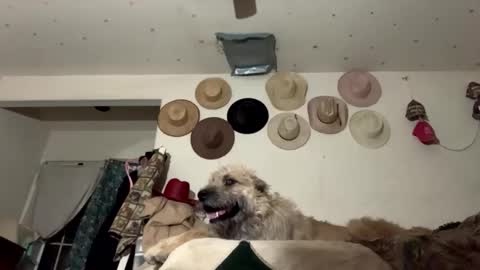 SummerPeach online show from January 7, 2:42 am