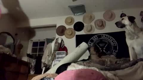 SummerPeach online show from January 28, 2:00 am