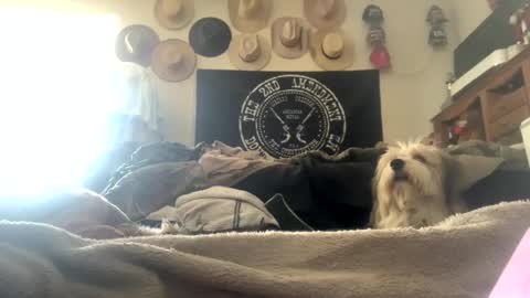 SummerPeach online show from February 3, 7:42 pm