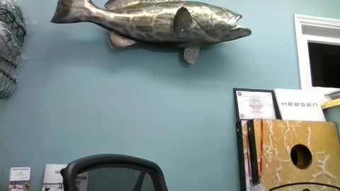 Snapshot of mjd666 chatting on November 3, 7:59 pm mjd666 online show from November 3, 7:59 pm