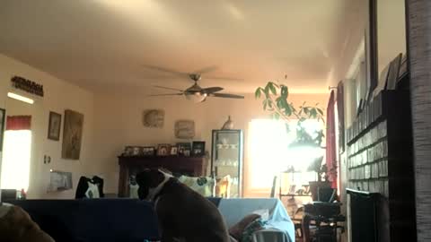 Monkee Dance online show from December 2, 6:54 pm