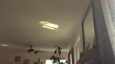 Monkee Dance online show from November 18, 9:19 pm