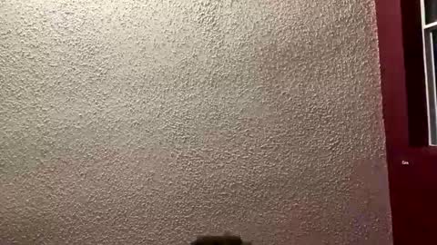 Angel online show from January 19, 1:31 am