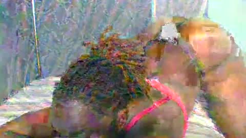 Snapshot of naughtyme4711 chatting on January 11, 5:40 pm Naughty is my name online show from January 11, 5:40 pm