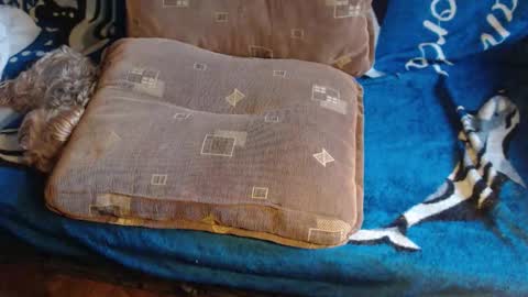 Lilly  online show from February 17, 7:38 am