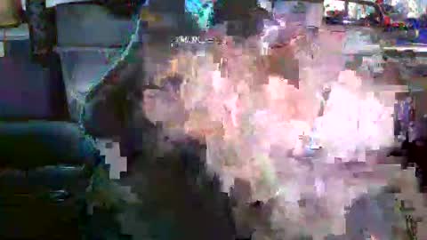 Snapshot of nicholaastavrou1977066464511s chatting on December 19, 4:19 am nick stavrou online show from December 19, 4:19 am