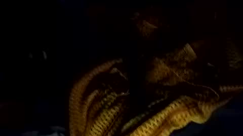 notmesaidteflee online show from February 15, 12:25 pm