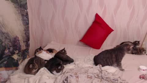 Olivia online show from March 4, 11:00 pm