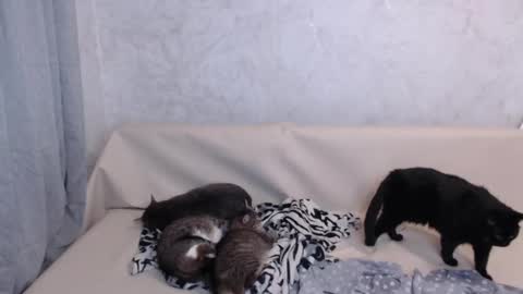 Olivia online show from September 19, 11:38 pm