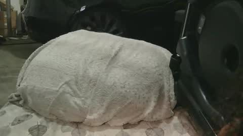 originalcali95 online show from December 15, 1:32 am