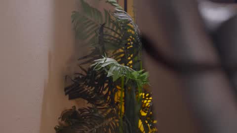 Patricia online show from December 1, 6:02 pm