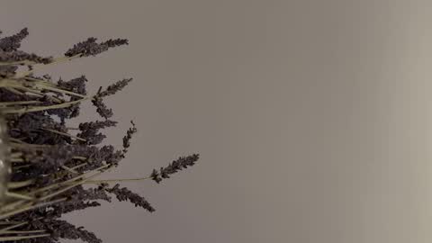 pegasus766152 online show from February 2, 1:48 am