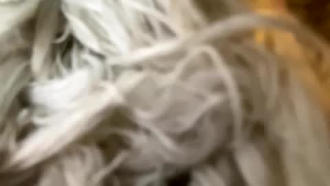 Poonshiner online show from December 3, 7:44 pm