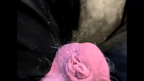 petrol63102 online show from February 20, 1:22 pm