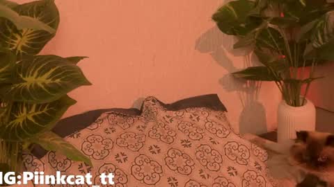 Snapshot of piinkcat chatting on June 4, 7:14 am Emi online show from June 4, 7:14 am