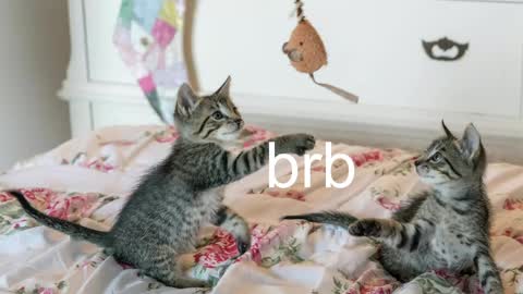 Kitty online show from May 1, 6:56 pm