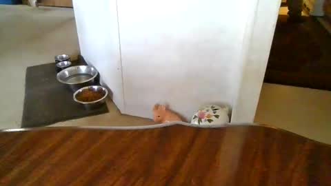 Snapshot of porkchopp3 chatting on November 5, 7:03 pm porkchopp3 online show from November 5, 7:03 pm