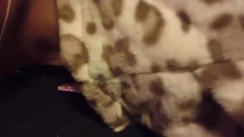 Rabbit Snake online show from October 28, 3:10 am