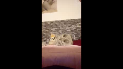 romylachienne online show from January 18, 2:59 am