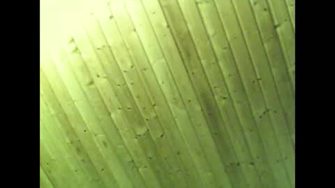 schnibschnab online show from March 28, 7:08 am