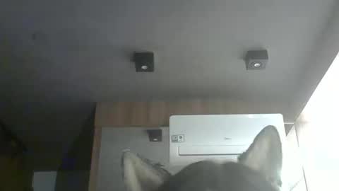 skinnykittencam online show from February 4, 12:38 am