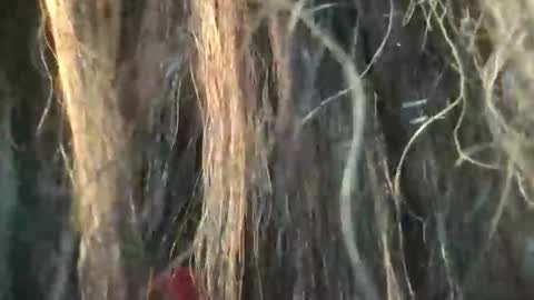 Snapshot of starjewelsxo12 chatting on March 6, 3:30 pm starjewelsxo12 online show from March 6, 3:30 pm