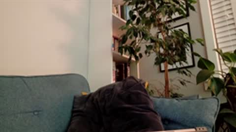 Snapshot of steedmont chatting on March 14, 9:31 pm steedmont online show from March 14, 9:31 pm