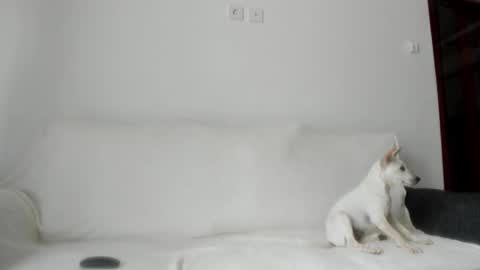 Angel PVT show open online show from October 21, 2:34 am