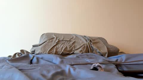 Zeppelin man online show from March 24, 3:17 pm