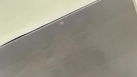 Snapshot of talianavega chatting on November 1, 3:36 pm tali  online show from November 1, 3:36 pm