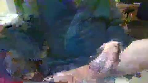 Topcat127 online show from January 26, 7:10 am