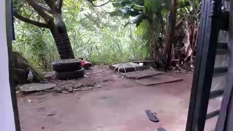 venus ... zeus sheer  online show from December 16, 12:54 pm