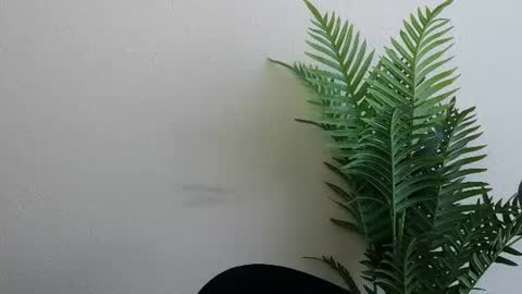 Ana online show from July 4, 11:16 am