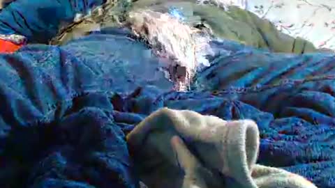 Snapshot of wilbur1440 chatting on January 14, 11:16 pm my cock is soft share your cam online show from January 14, 11:16 pm