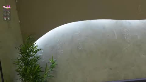 Ms Willow online show from March 21, 11:48 am