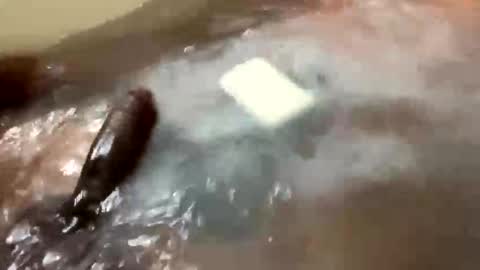 Snapshot of workitbabe790436 chatting on November 1, 9:17 pm workitbabe790436 online show from November 1, 9:17 pm