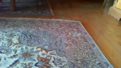 zevioo77 online show from March 31, 1:00 pm